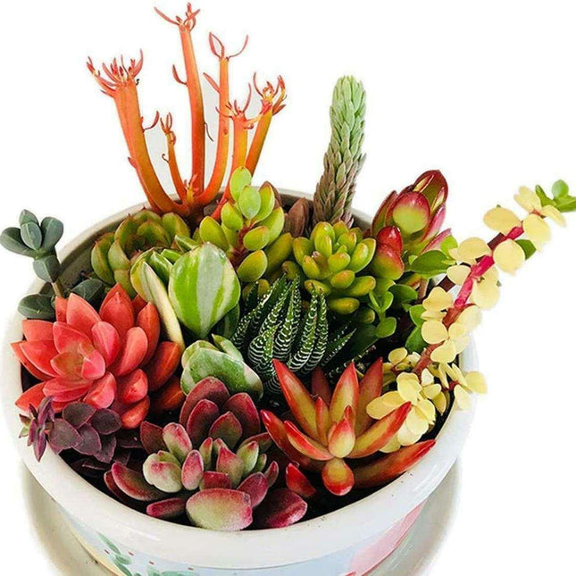 Assorted Succulent Cuttings – Colorful Live Succulent Plant Clippings for Indoor Pots, Containers, Terrariums and DIY Gardens Seed World