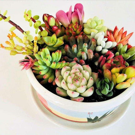 10 Assorted Succulent Cuttings - Seed World