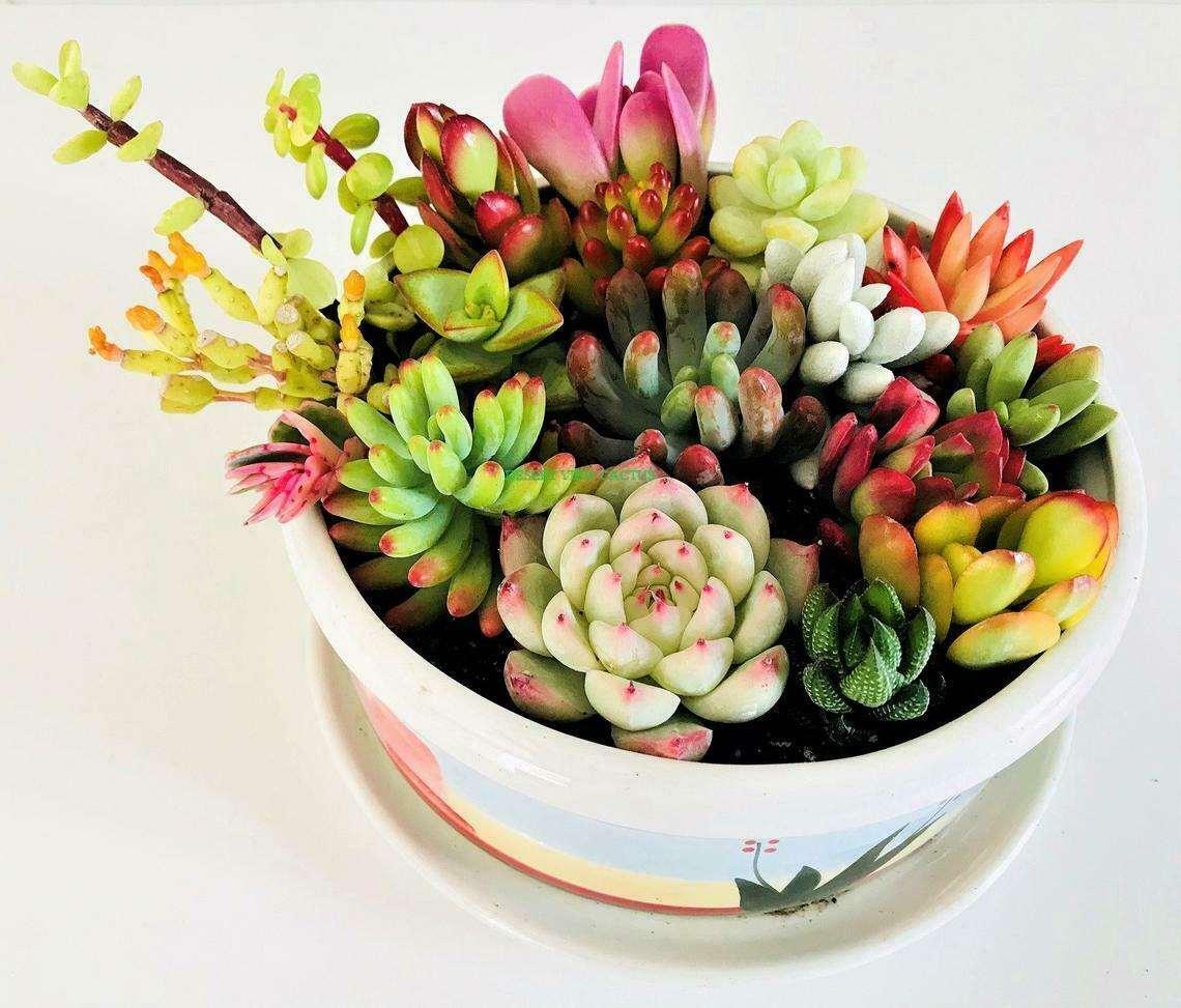 10 Assorted Succulent Cuttings - Seed World