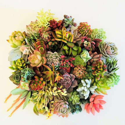 10 Assorted Succulent Cuttings - Seed World