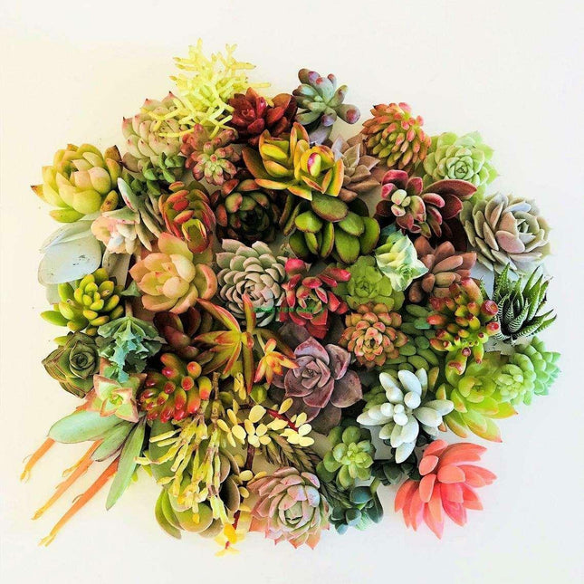 10 Assorted Succulent Cuttings - Seed World