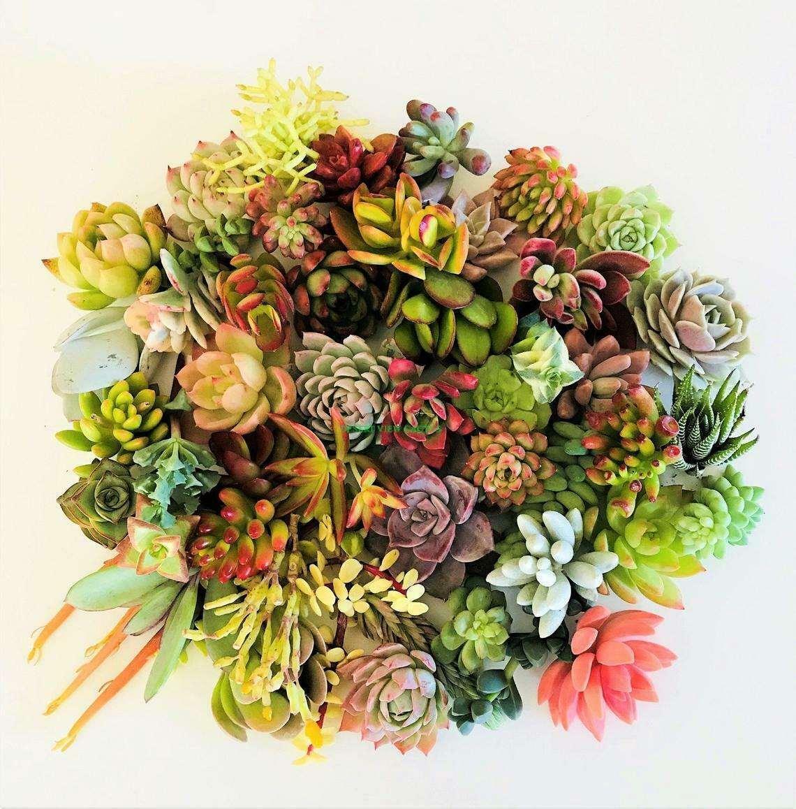 10 Assorted Succulent Cuttings - Seed World