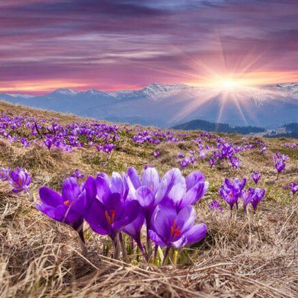 10 Autumn Crocus Seeds - Seed World