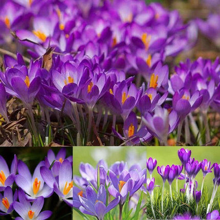 10 Autumn Crocus Seeds - Seed World