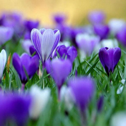 10 Autumn Crocus Seeds - Seed World