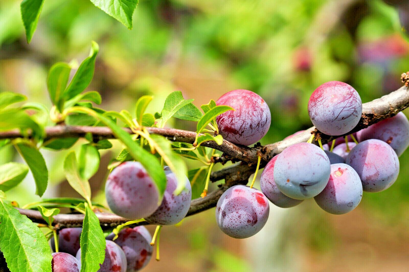10 Beach Plum (Prunus Maritima) Seeds - Seed World
