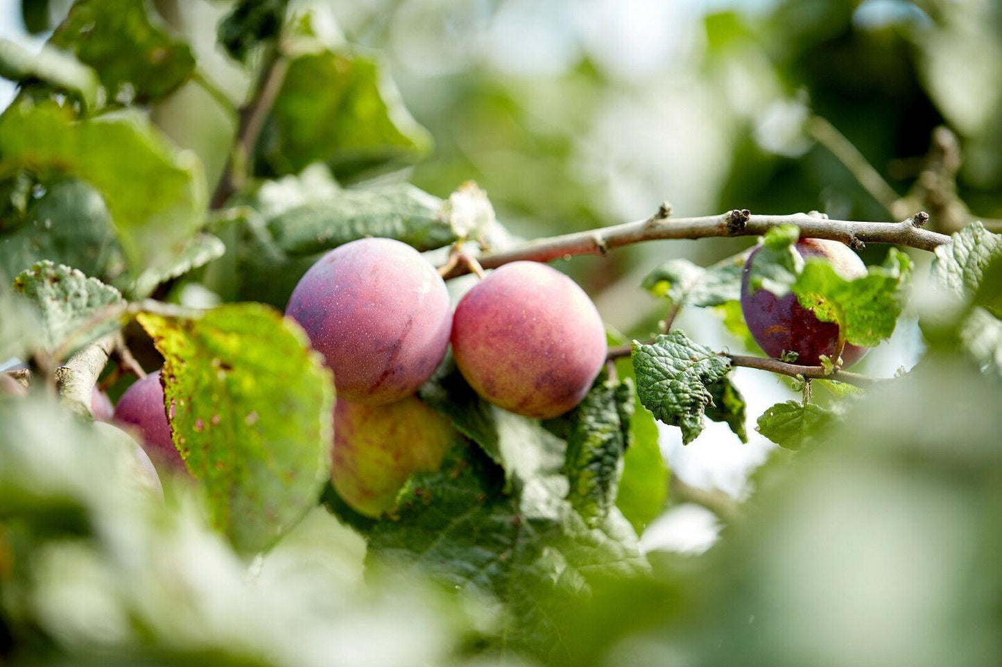 10 Beach Plum (Prunus Maritima) Seeds - Seed World