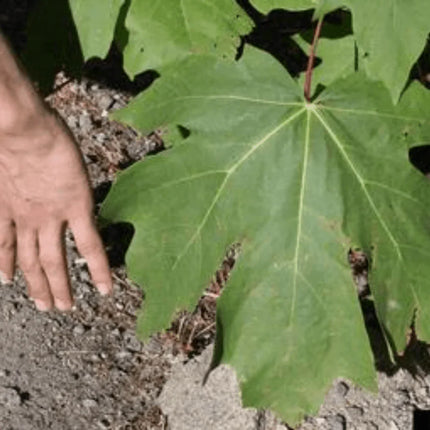 10 Bigleaf Maple Tree Seeds - Seed World