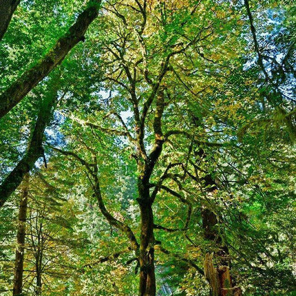 10 Bigleaf Maple Tree Seeds - Seed World