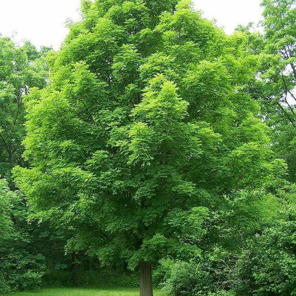 10 Bigleaf Maple Tree Seeds - Seed World