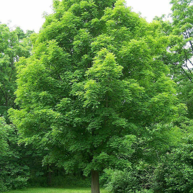 10 Bigleaf Maple Tree Seeds - Seed World