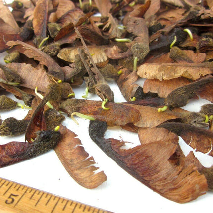 10 Bigleaf Maple Tree Seeds - Seed World