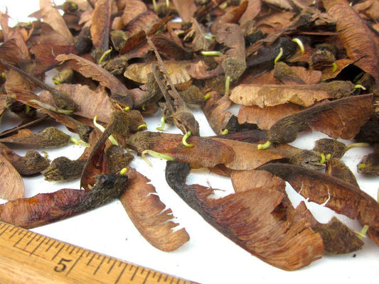 10 Bigleaf Maple Tree Seeds - Seed World