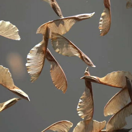 10 Bigleaf Maple Tree Seeds - Seed World