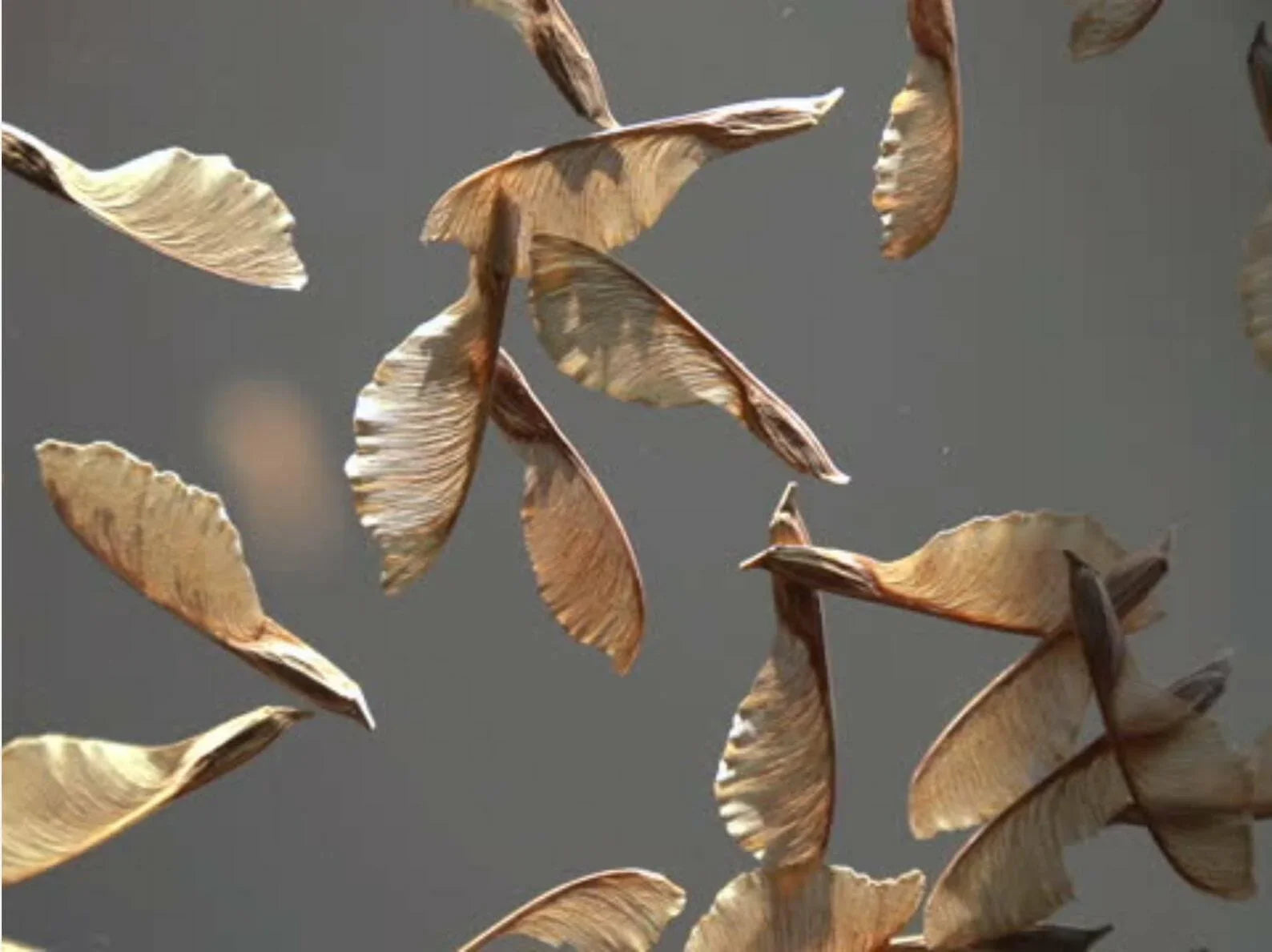 10 Bigleaf Maple Tree Seeds - Seed World