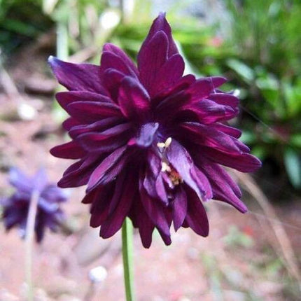 10 Black Barlow - Aquilegia Vulgaris Seeds - Seed World