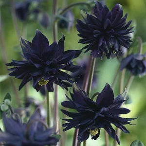 10 Black Barlow - Aquilegia Vulgaris Seeds - Seed World