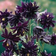 10 Black Barlow - Aquilegia Vulgaris Seeds - Seed World