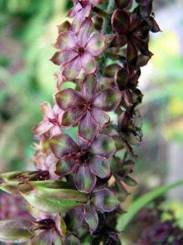 10 Black False Hellebore Seeds - Seed World
