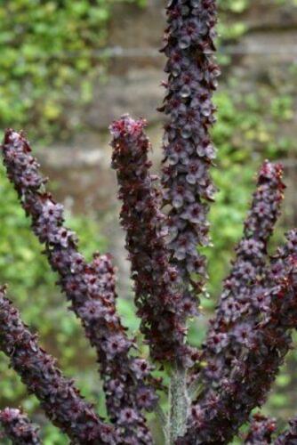 10 Black False Hellebore Seeds - Seed World