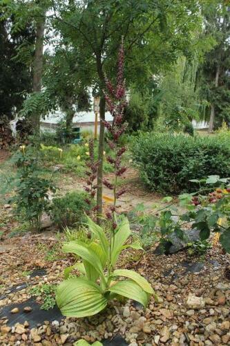 10 Black False Hellebore Seeds - Seed World