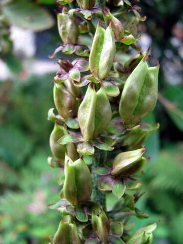 hellebore flower seeds 10 Black False Hellebore Seeds – Seed World