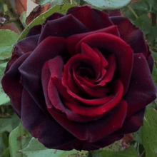 10 Black Magic Rose Bush Seeds - Seed World