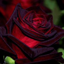 10 Black Magic Rose Bush Seeds - Seed World
