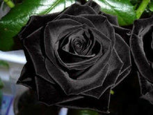 10 Black Rose Seeds - Seed World