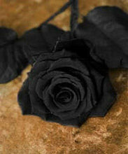 10 Black Rose Seeds - Seed World