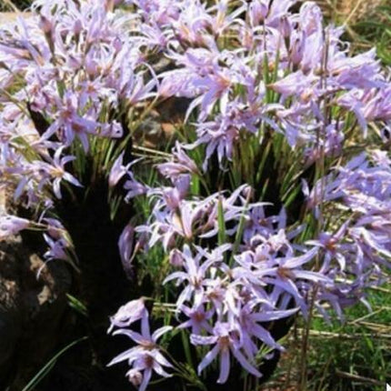 10 Black Stick Lily Rare Seeds - Seed World