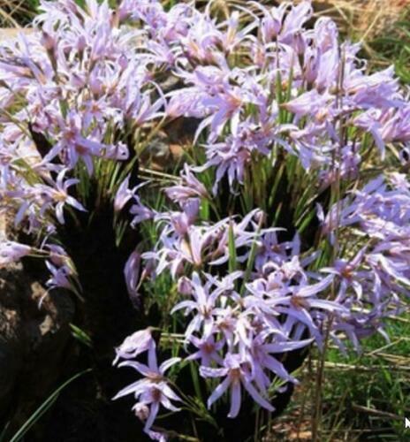 10 Black Stick Lily Rare Seeds - Seed World