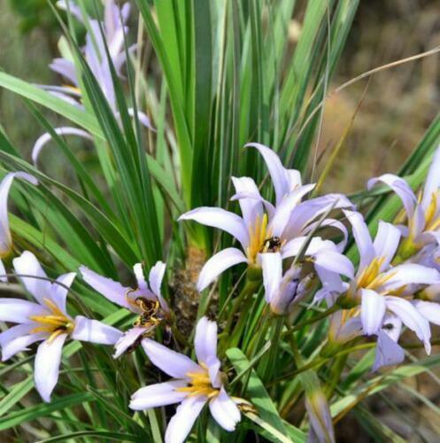 10 Black Stick Lily Rare Seeds - Seed World