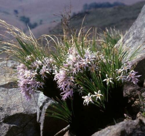 10 Black Stick Lily Rare Seeds - Seed World