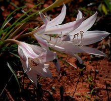 10 Black Stick Lily Rare Seeds - Seed World