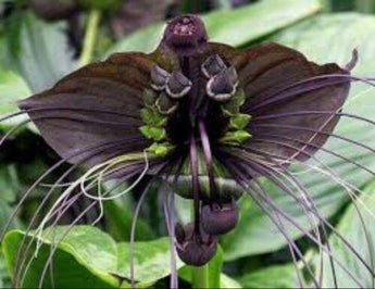10 Black Tiger Shall Orchid Seeds - Seed World