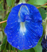 10 Blue Butterfly Pea - Clitoria Ternatea Vine Seeds - Seed World