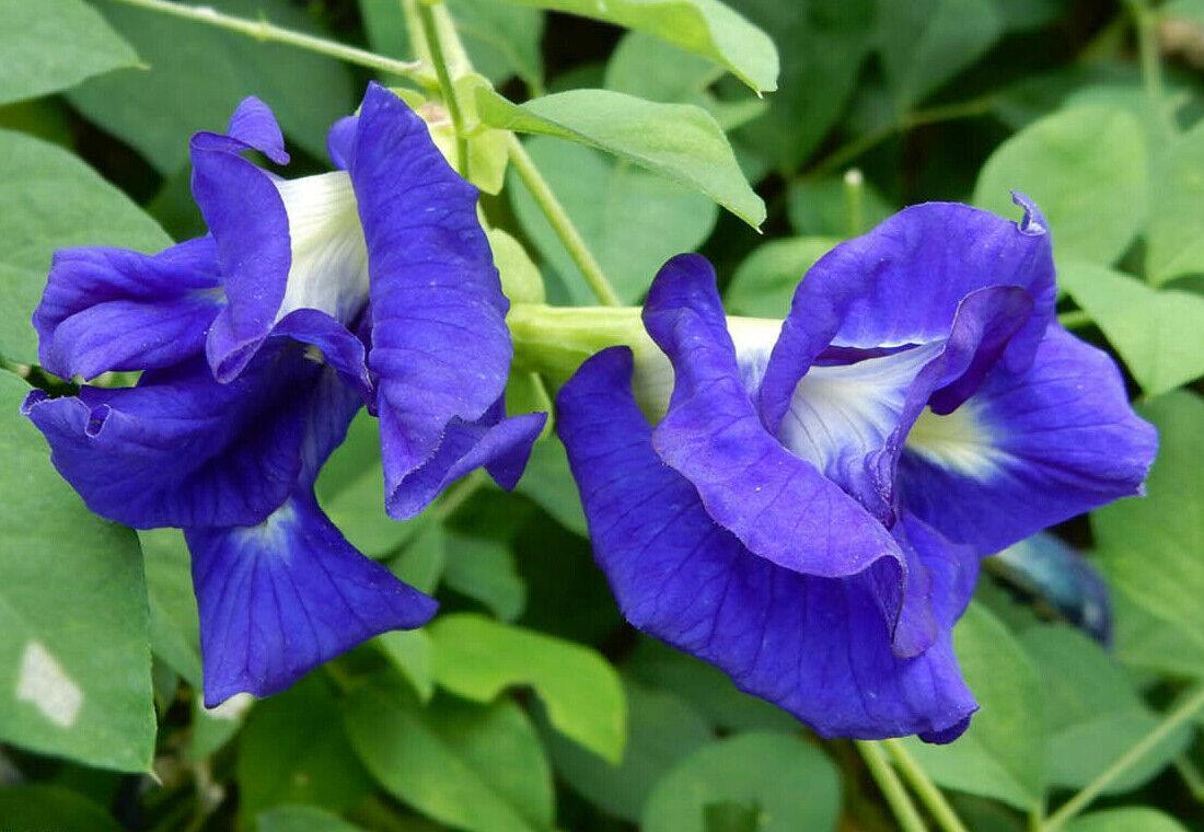 10 Blue Butterfly Pea - Clitoria Ternatea Vine Seeds - Seed World