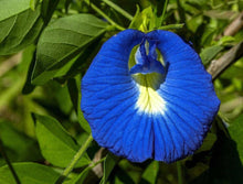 10 Blue Butterfly Pea - Clitoria Ternatea Vine Seeds - Seed World