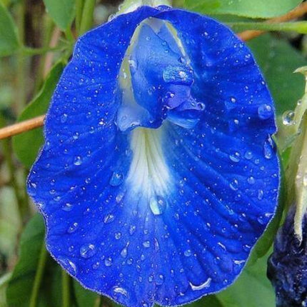 10 Blue Butterfly Pea - Clitoria Ternatea Vine Seeds - Seed World
