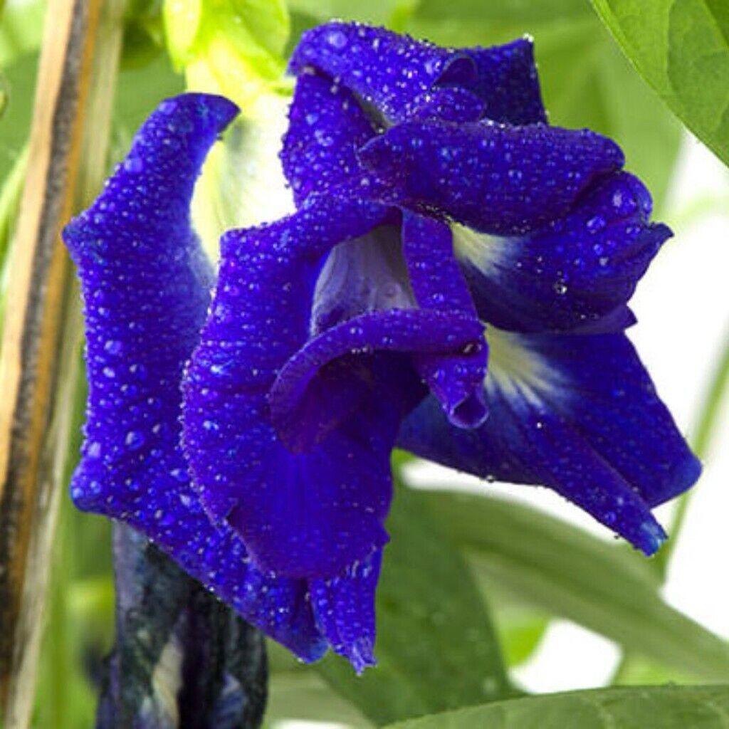 10 Blue Butterfly Pea - Clitoria Ternatea Vine Seeds - Seed World