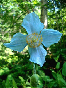 10 Blue Himalayan Poppy Seeds - Seed World