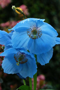10 Blue Himalayan Poppy Seeds - Seed World