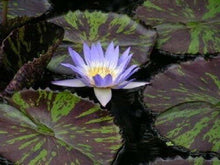 blue lotus flower seeds