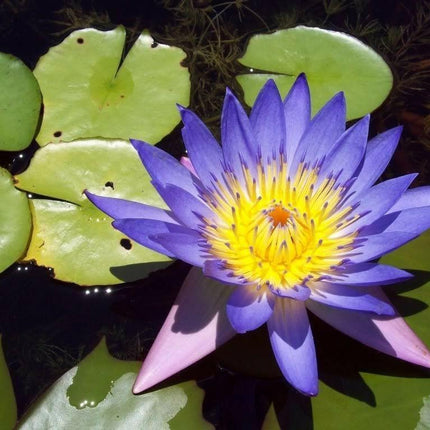 10 Blue Lotus Seeds – Sacred Blue Water Lily (Nymphaea caerulea) - Seed World