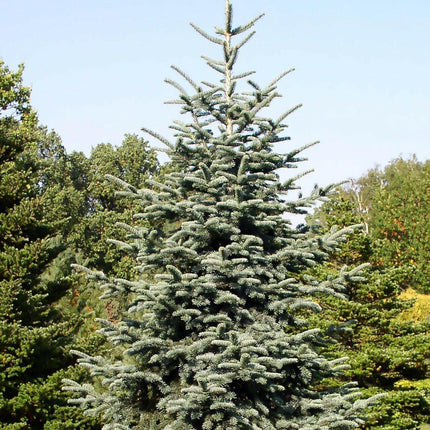 10 Blue Noble Fir (Abies Procera Glauca) Tree Seeds - Seed World