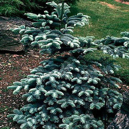 10 Blue Noble Fir (Abies Procera Glauca) Tree Seeds - Seed World