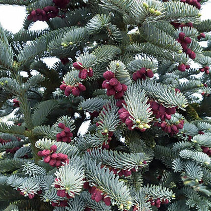 10 Blue Noble Fir (Abies Procera Glauca) Tree Seeds - Seed World