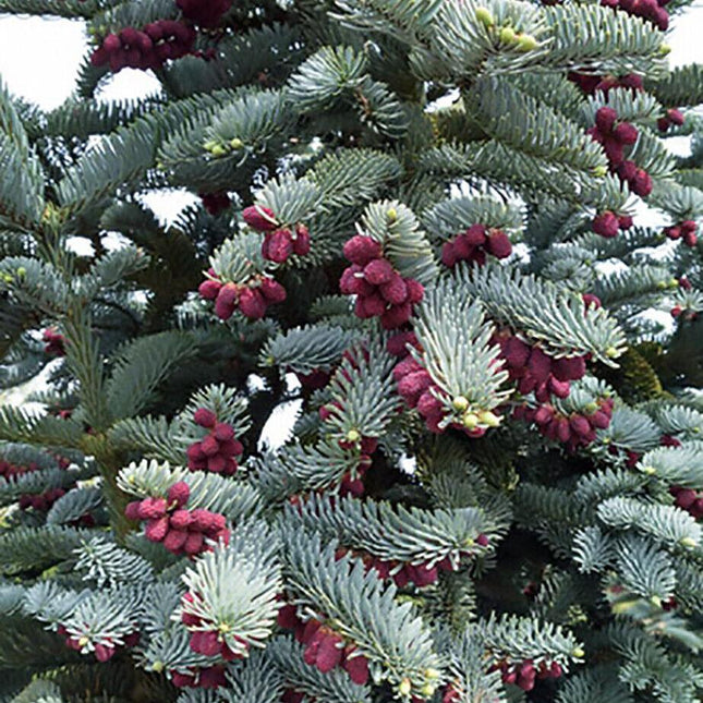 10 Blue Noble Fir (Abies Procera Glauca) Tree Seeds - Seed World