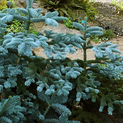 10 Blue Noble Fir (Abies Procera Glauca) Tree Seeds - Seed World